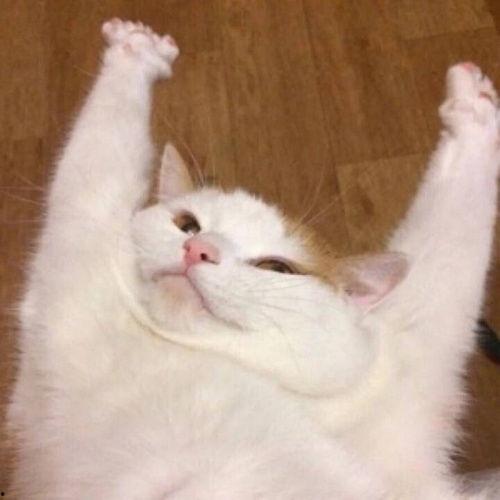 圆梦萌宠模式最新爆料,萌宠养成新篇章即将开启！